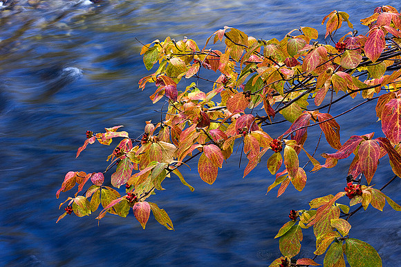 T-1007