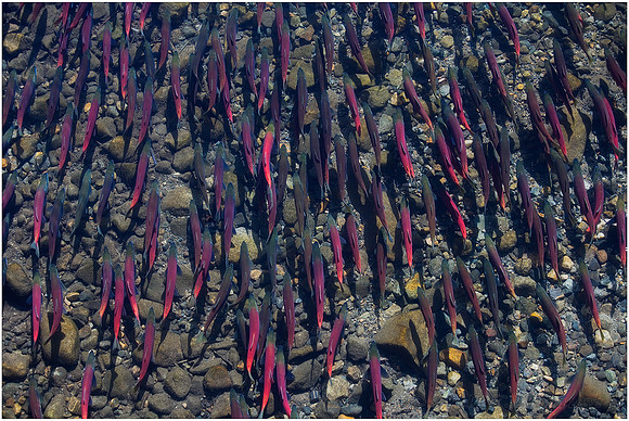 LT-1051